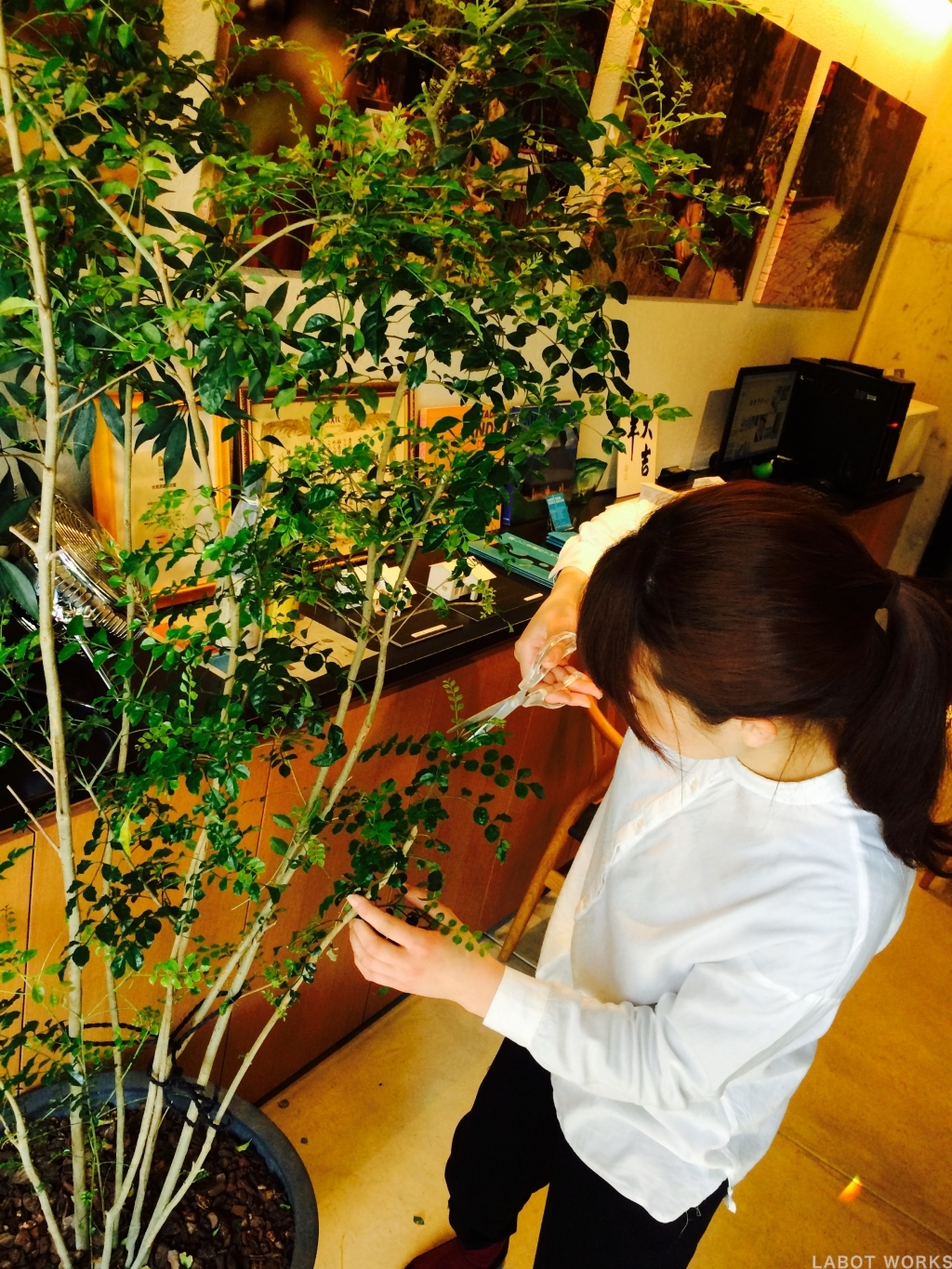 シマトネリコの剪定