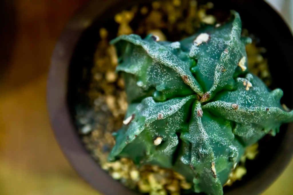 植物があると『いい暮らし』になる4つのこと