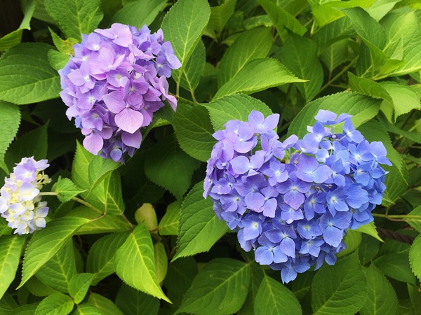 多分京都ではお馴染みの、ハート型の紫陽花を探せ・・・と言うことで、私も必死で探しまして・・・ | 京都と滋賀の外構ならラボット 多分京都ではお馴染みの、ハート型の紫陽花を探せ・・・と言うことで、私も必死で探しまして・・・ | 京都と滋賀の外構ならラボット
