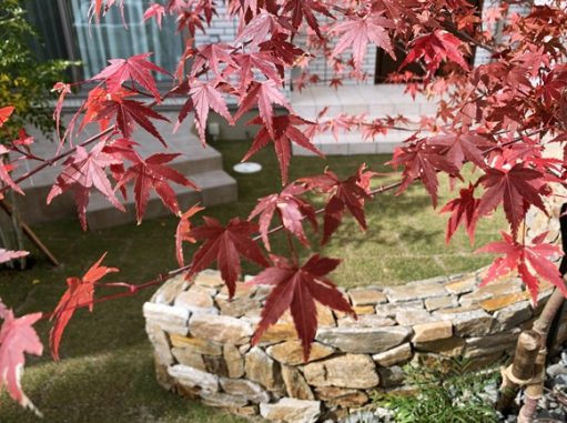 シンボルツリー、綺麗に紅葉してるね!