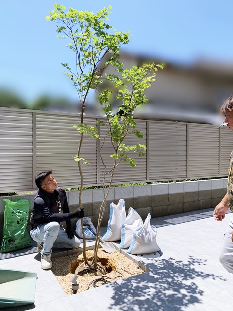 「LABOT」は京都，滋賀のエクステリア、ガーデニングを中心に外構・お庭工事のデザイン、設計、施工管理を一貫して行うエクステリア専門店です。 | 庭のタイルテラスにはコハウチワカエデ、門柱前にはアオダモを。