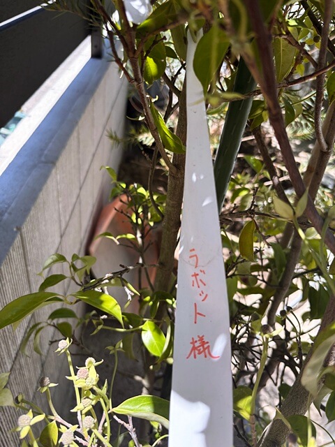 左京区H様邸の新築外構工事は最終工程の植栽工事。 | 京都と滋賀の外構ならラボット 左京区H様邸の新築外構工事は最終工程の植栽工事。 | 京都と滋賀の外構ならラボット