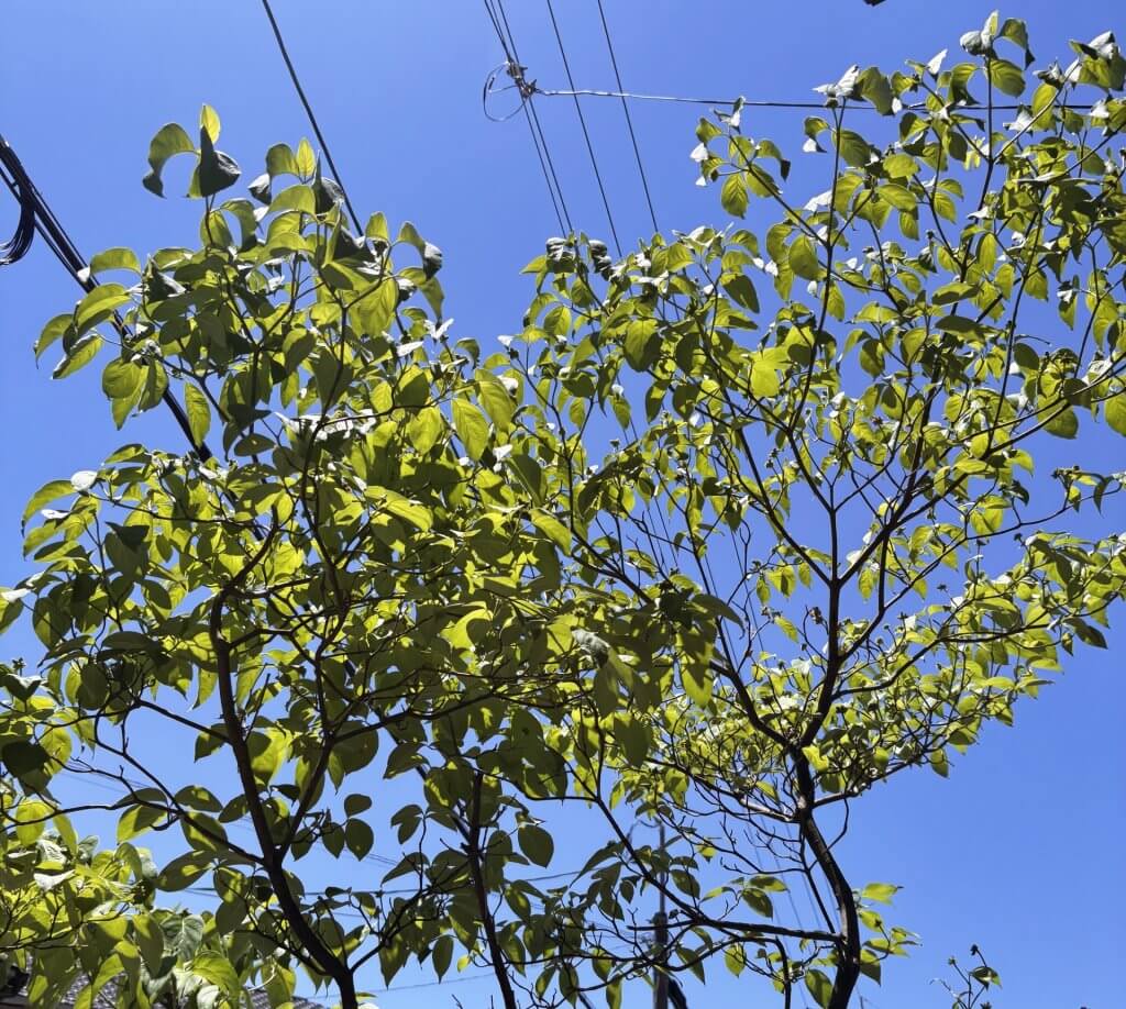 左京区H様邸の植栽工事
